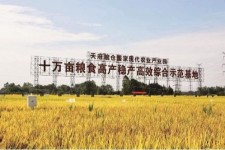 遂宁关于成都商务伴游外围雇用的信息